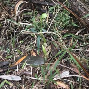 Pterostylis longifolia at Fingal Bay, NSW - suppressed