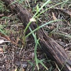 Pterostylis longifolia at Fingal Bay, NSW - 7 Jul 2022
