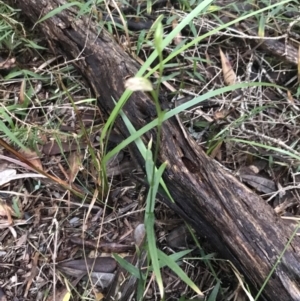 Pterostylis longifolia at Fingal Bay, NSW - suppressed