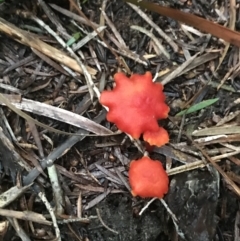 Unidentified Fungus at Fingal Bay, NSW - 7 Jul 2022 by Tapirlord