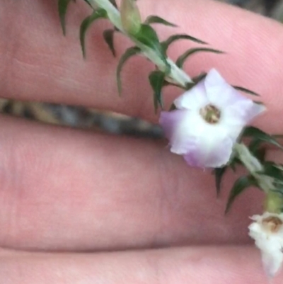 Woollsia pungens (Snow Wreath) at Fingal Bay, NSW - 7 Jul 2022 by Tapirlord