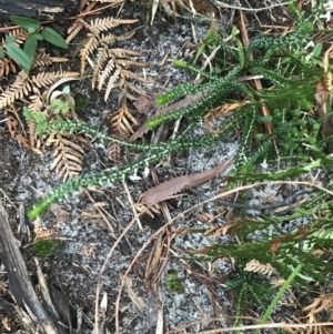 Woollsia pungens at Fingal Bay, NSW - 7 Jul 2022 04:25 PM