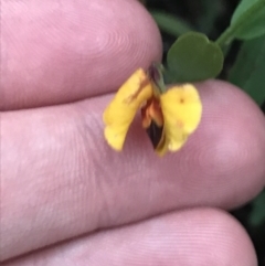 Bossiaea heterophylla (Variable Bossiaea) at Fingal Bay, NSW - 7 Jul 2022 by Tapirlord