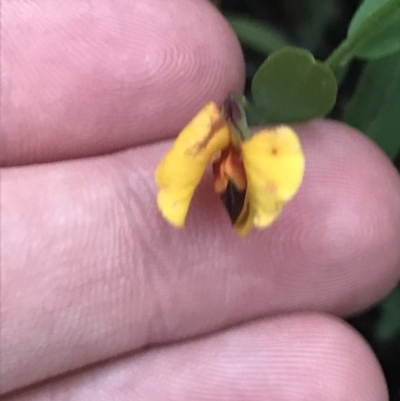 Bossiaea heterophylla (Variable Bossiaea) at Fingal Bay, NSW - 7 Jul 2022 by Tapirlord