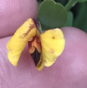 Bossiaea heterophylla at Fingal Bay, NSW - 7 Jul 2022 04:25 PM