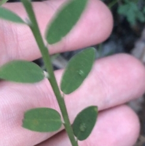 Bossiaea heterophylla at Fingal Bay, NSW - 7 Jul 2022