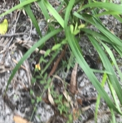 Bossiaea heterophylla at Fingal Bay, NSW - 7 Jul 2022