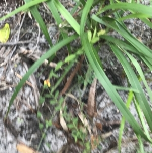 Bossiaea heterophylla at Fingal Bay, NSW - 7 Jul 2022 04:25 PM