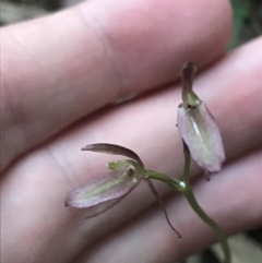 Cyrtostylis reniformis (Common Gnat Orchid) at Fingal Bay, NSW - 7 Jul 2022 by Tapirlord