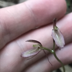 Cyrtostylis reniformis at suppressed - suppressed