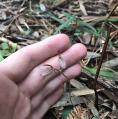 Cyrtostylis reniformis at suppressed - suppressed