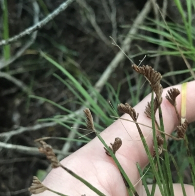 Schizaea dichotoma (Branched Comb Fern) at Tomaree National Park - 7 Jul 2022 by Tapirlord