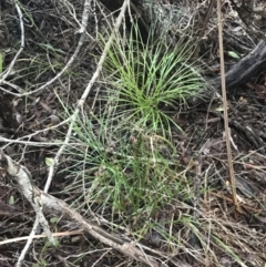 Schizaea dichotoma at Fingal Bay, NSW - 7 Jul 2022