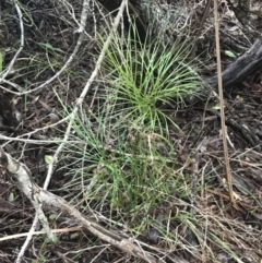 Schizaea dichotoma at Fingal Bay, NSW - 7 Jul 2022 04:23 PM