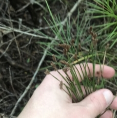 Schizaea dichotoma at Fingal Bay, NSW - 7 Jul 2022 04:23 PM