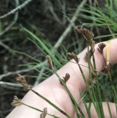 Schizaea dichotoma at Fingal Bay, NSW - 7 Jul 2022 04:23 PM