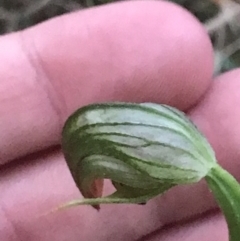 Pterostylis nutans (Nodding Greenhood) at Tomaree National Park - 7 Jul 2022 by Tapirlord