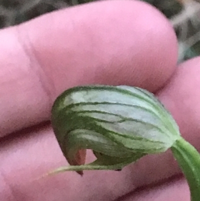 Pterostylis nutans (Nodding Greenhood) at Fingal Bay, NSW - 7 Jul 2022 by Tapirlord