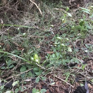 Pterostylis nutans at Fingal Bay, NSW - suppressed