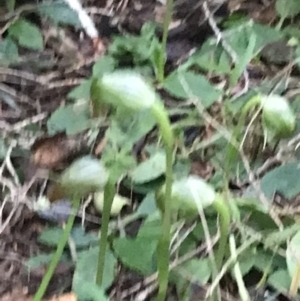 Pterostylis nutans at Fingal Bay, NSW - 7 Jul 2022