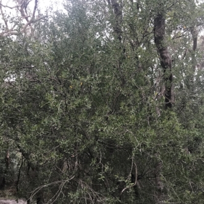 Leptospermum laevigatum (Coast Teatree) at Tomaree National Park - 7 Jul 2022 by Tapirlord