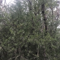 Leptospermum laevigatum at Fingal Bay, NSW - 7 Jul 2022