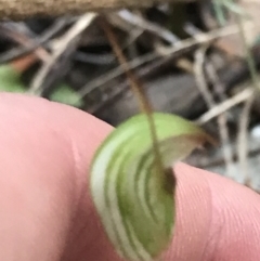 Pterostylis concinna (Trim Greenhood) at Fingal Bay, NSW - 7 Jul 2022 by Tapirlord