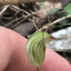 Pterostylis concinna at Fingal Bay, NSW - 7 Jul 2022