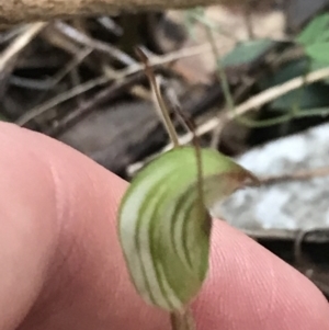 Pterostylis concinna at Fingal Bay, NSW - 7 Jul 2022