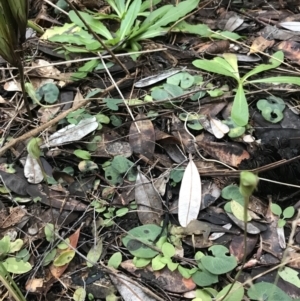 Pterostylis concinna at Fingal Bay, NSW - suppressed