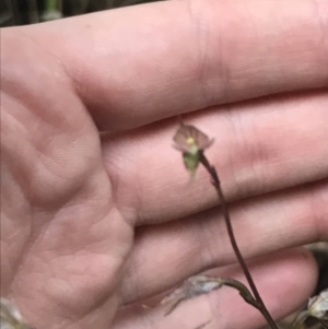 Acianthus fornicatus at Fingal Bay, NSW - suppressed