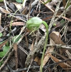 Pterostylis nutans (Nodding Greenhood) at Tomaree National Park - 7 Jul 2022 by Tapirlord