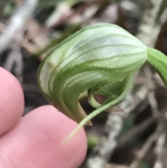 Pterostylis nutans at Fingal Bay, NSW - suppressed