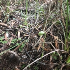 Pterostylis nutans at Fingal Bay, NSW - suppressed