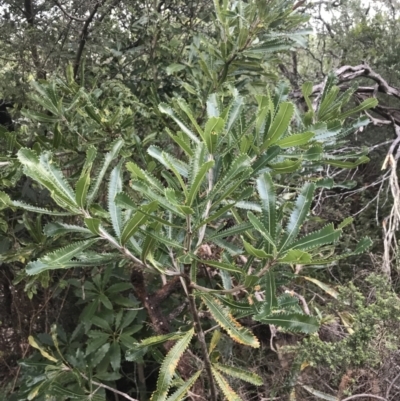 Banksia serrata (Saw Banksia) at Tomaree National Park - 7 Jul 2022 by Tapirlord