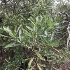 Banksia serrata (Saw Banksia) at Fingal Bay, NSW - 7 Jul 2022 by Tapirlord