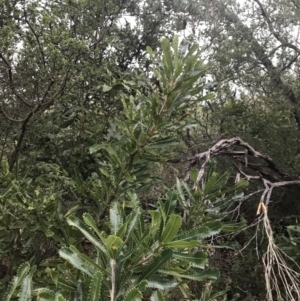 Banksia serrata at Fingal Bay, NSW - 7 Jul 2022
