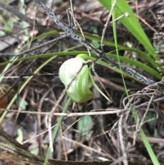 Pterostylis nutans (Nodding Greenhood) at Fingal Bay, NSW - 7 Jul 2022 by Tapirlord