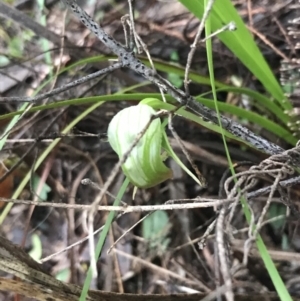 Pterostylis nutans at Fingal Bay, NSW - suppressed