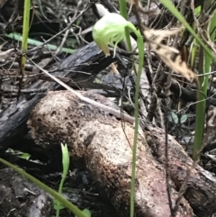 Pterostylis nutans at Fingal Bay, NSW - 7 Jul 2022