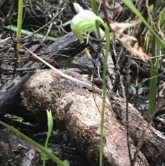 Pterostylis nutans at Fingal Bay, NSW - suppressed