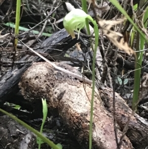 Pterostylis nutans at Fingal Bay, NSW - suppressed
