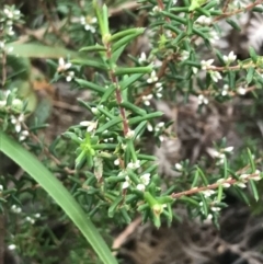 Leucopogon ericoides (Pink Beard-Heath) at Fingal Bay, NSW - 7 Jul 2022 by Tapirlord