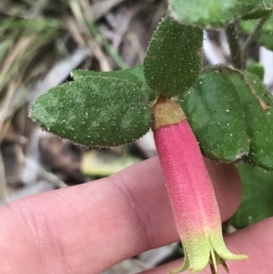 Correa reflexa var. reflexa at Fingal Bay, NSW - 7 Jul 2022 04:16 PM