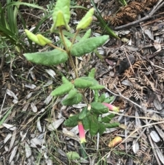 Correa reflexa var. reflexa at Fingal Bay, NSW - 7 Jul 2022 04:16 PM