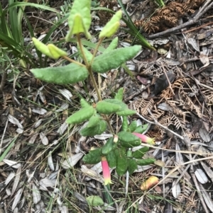 Correa reflexa var. reflexa at Fingal Bay, NSW - 7 Jul 2022