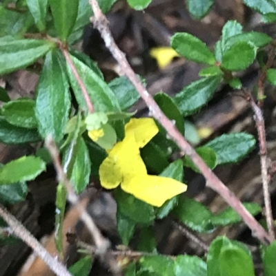 Hibbertia empetrifolia subsp. empetrifolia at Fingal Bay, NSW - 7 Jul 2022 by Tapirlord