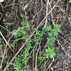 Hibbertia empetrifolia subsp. empetrifolia at Fingal Bay, NSW - 7 Jul 2022 04:15 PM