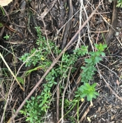 Hibbertia empetrifolia subsp. empetrifolia at Fingal Bay, NSW - 7 Jul 2022 04:15 PM