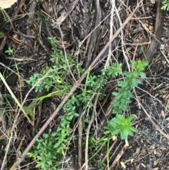 Hibbertia empetrifolia subsp. empetrifolia at Fingal Bay, NSW - 7 Jul 2022